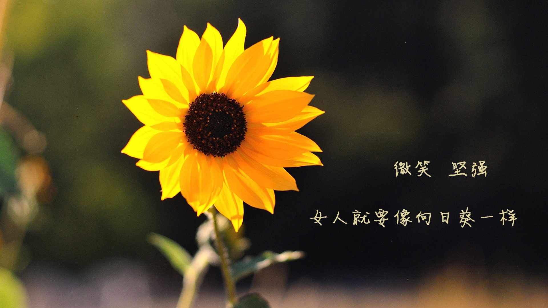 弗朗索瓦·斯图尔特：南非队的稳定剂，凭借丰富经验领军进攻与防守